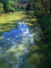 Reflection of trees in lake