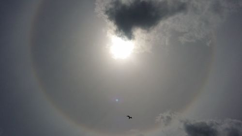 Low angle view of birds flying in sky