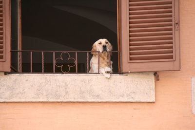 Portrait of dog sitting by window of building