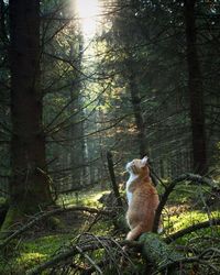 Cat sitting in a forest