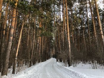 Road amidst trees in forest during winter