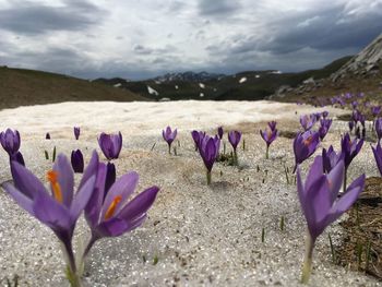 Close-up of purple crocus flowers on land