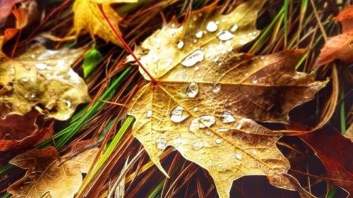 Close-up of leaves in water