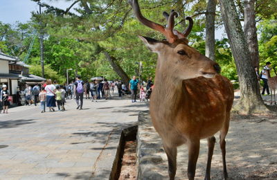 Deer standing against trees