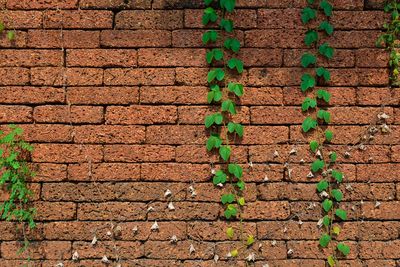Close-up of ivy growing on brick wall