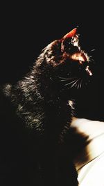 Close-up of firework display against black background