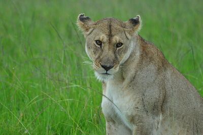 Portrait of lion on field