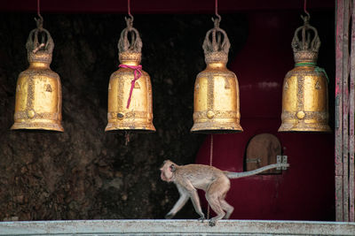 Monkey hanging on a temple