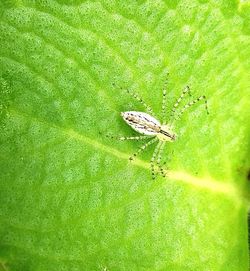 High angle view of insect on green leaf