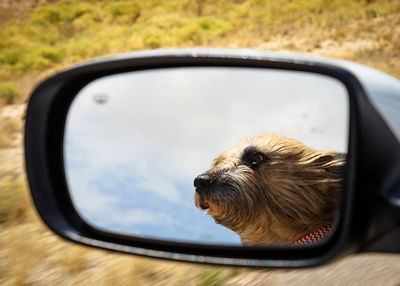 Close-up of dog in side-view mirror