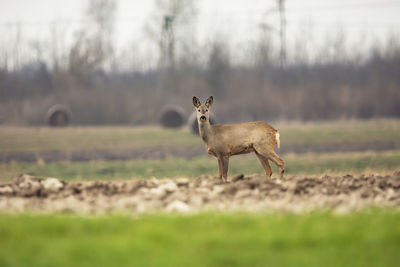 Deer standing on field