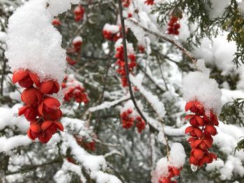 Close-up of snow covered plants against trees