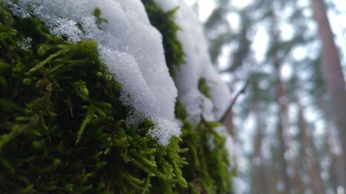 Close-up of frozen tree during winter