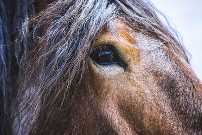 Close-up of a horse