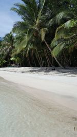 Palm trees on beach against sky