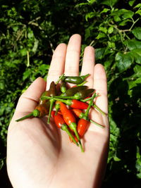 Cropped hand holding chili peppers at farm