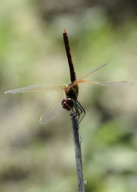 Close-up of dragonfly on twig