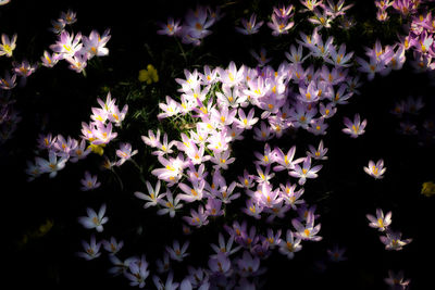 Full frame shot of flowering plants