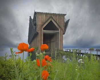 Red flowering plants by building against sky