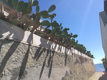 Trees against sky