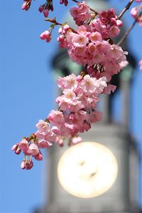 Low angle view of pink flowers blooming on tree