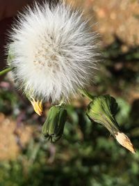 Close-up of dandelion