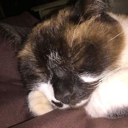 Close-up of cat sleeping