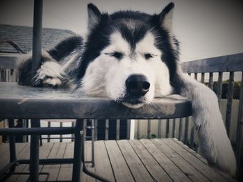 Close-up of dog relaxing on wood