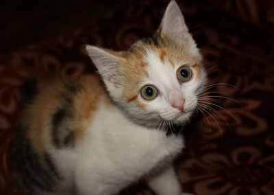 Close-up portrait of kitten