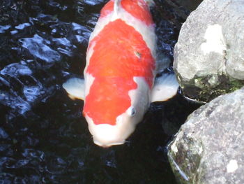 Close-up of koi fish in water