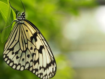 Close-up of butterfly perching on leaf