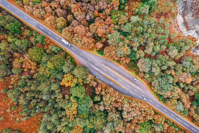 High angle view of plant
