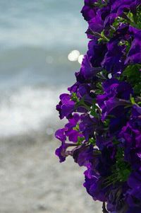 Close-up of purple flowers