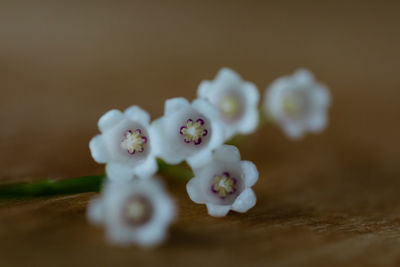 Close-up of white flowers on table