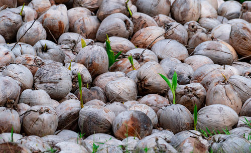 Pile of young coconut plant. sprout of coconut tree with green leaves emerging from old coconut. 