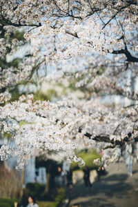 Close-up of cherry blossom