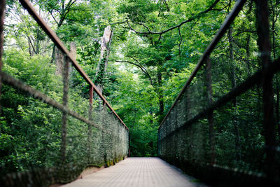 Footpath amidst trees