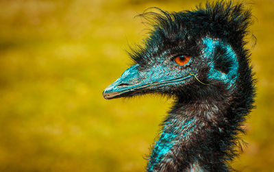 Close-up of a bird looking away