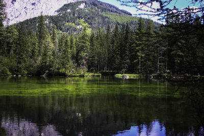 Scenic view of lake in forest