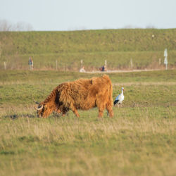 Highland cattle grazing in the meadow