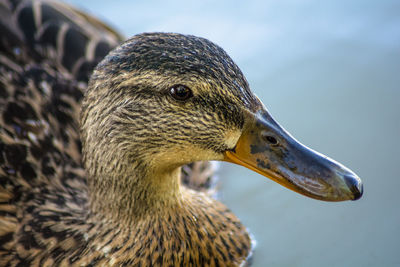 Close-up of bird