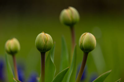 Close-up of flowering plant