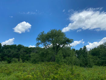 Low angle view of trees against sky