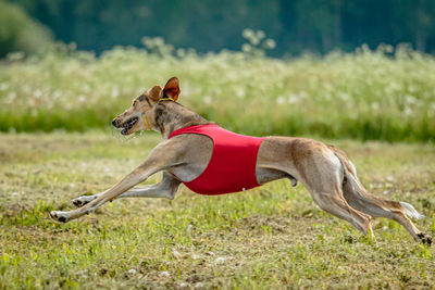 Saluki dog in red shirt running and chasing lure in the field on coursing competition