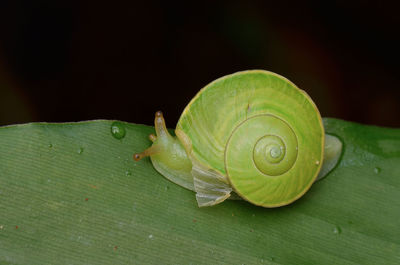 Close-up of snail on leaf