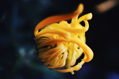 Close-up of yellow flower blooming outdoors