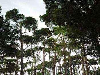 Low angle view of trees against sky