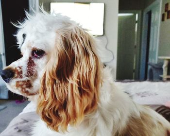 Close-up of a dog looking away at home