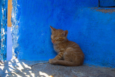 Portrait of cat sitting against blue wall