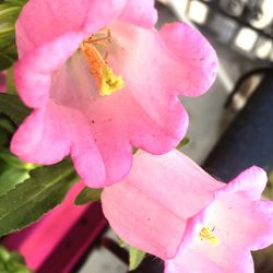 Close-up of pink flowers